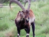 simien-mountains-ibex